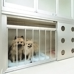 愛犬家住宅　リビング・ダイニング