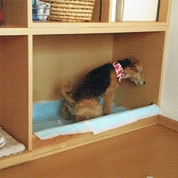 愛犬家住宅　リビング・ダイニング