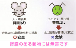 エコボロンの性能